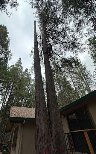 Tree Removal for Tyco Forest Management in Placerville, CA