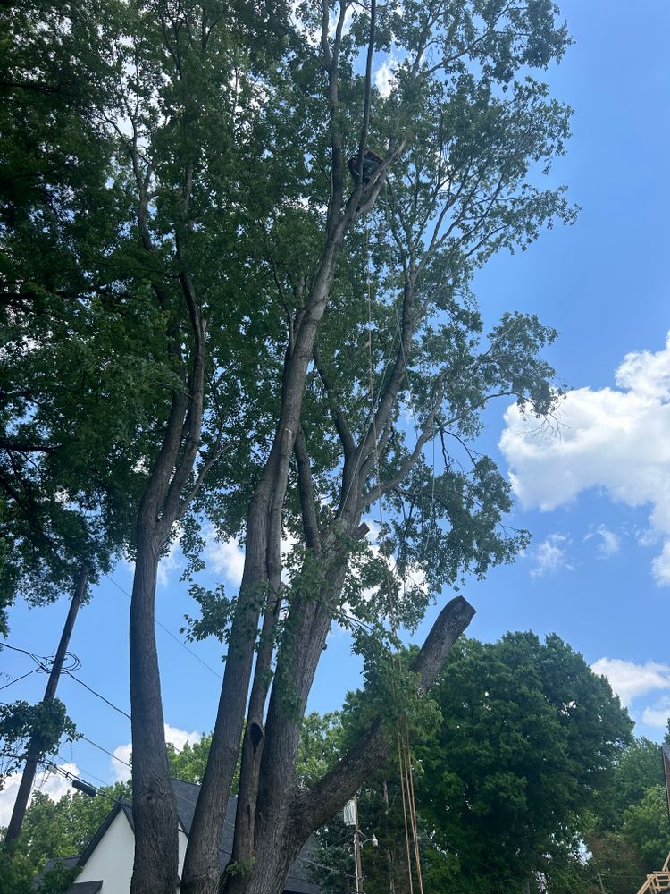 All Photos for Oakhurst Landscaping and Tree Service in Charlotte, NC