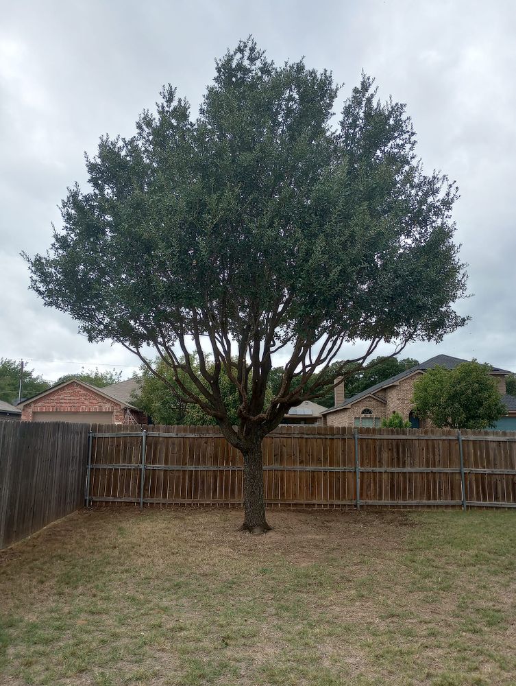 Tree Removal for Marks Tree Service in Fort Worth, TX