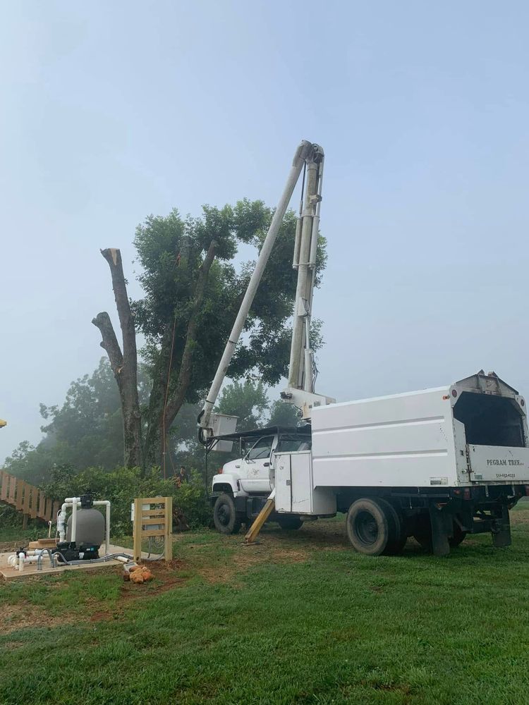 Our professional tree trimming service enhances your landscape's beauty, promotes healthier growth, and ensures safety by removing dead or overgrown branches. Trust us to preserve the vitality of your trees. for Brooks Tree Service in Casar, NC