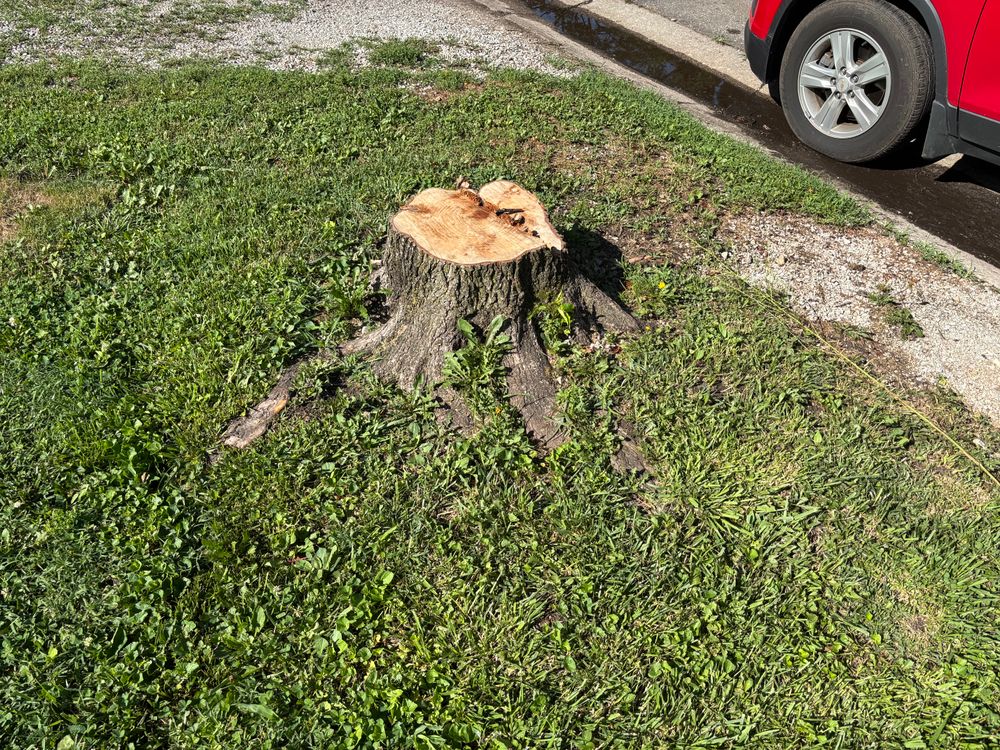 All Photos for Conrad's Stump Removal in Columbus, IN