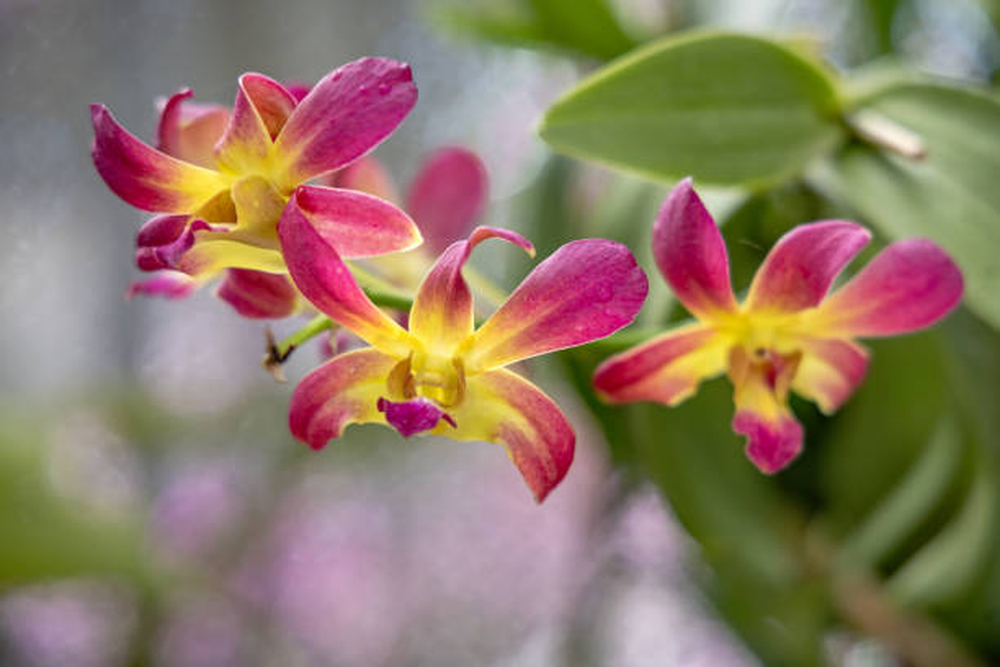 All Photos for Lawn Caring Guys in Cape Coral, FL