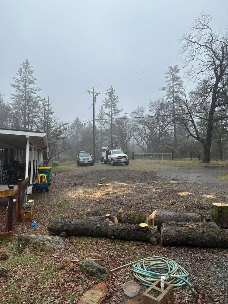 Tree Removal for Tyco Forest Management in Placerville, CA