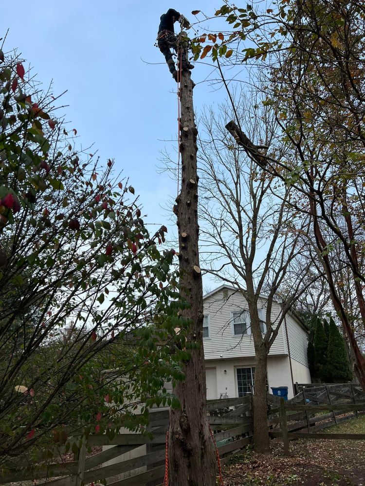 Tree Trimming and Removal for DIAZ TREE in Stafford, VA