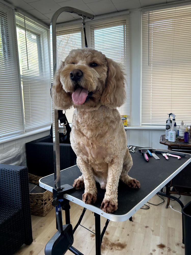 Keep your dog’s paws healthy and comfortable with our professional nail trimming service. Our experienced groomers ensure a stress-free experience in a safe environment, leaving your pet's nails perfectly trimmed and smooth. for Happy Dogs Grooming Salon in Westchester County, NY