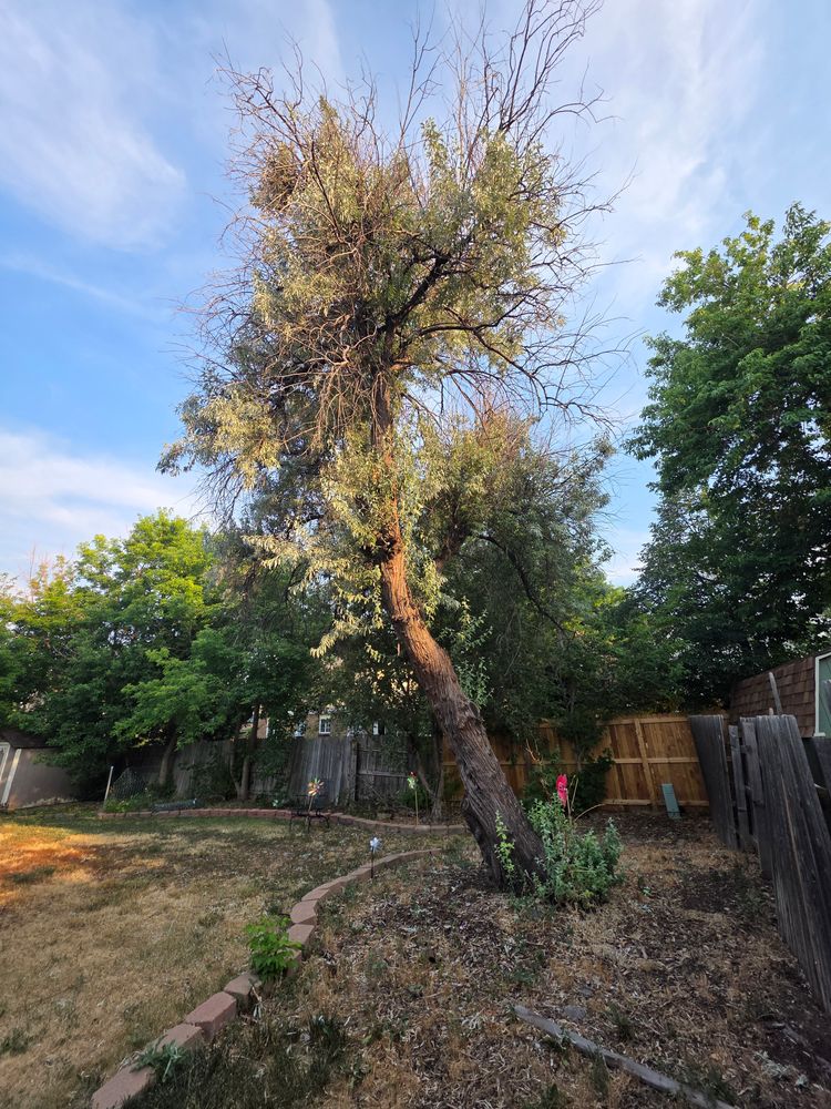 All Photos for Family Tree & Landscape LLC in Aurora, CO
