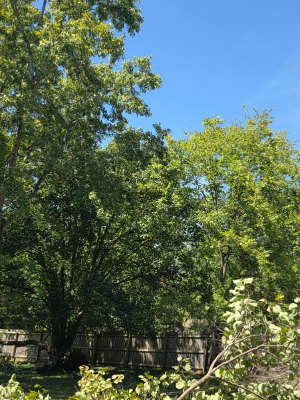 All Photos for Jace’s Tree & Stump Removal in Franklin, TN