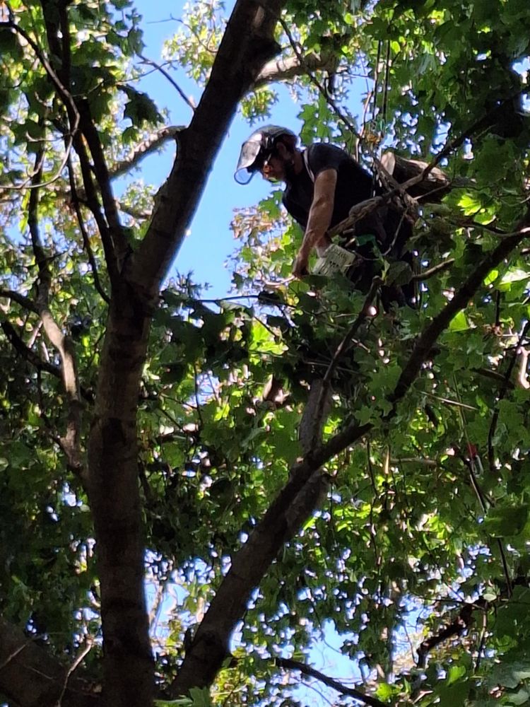 All Photos for Highborn Tree Service in Wheatfield, IN