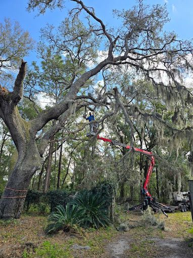 All Photos for Near Me Tree Service, Inc. in DeLand, FL