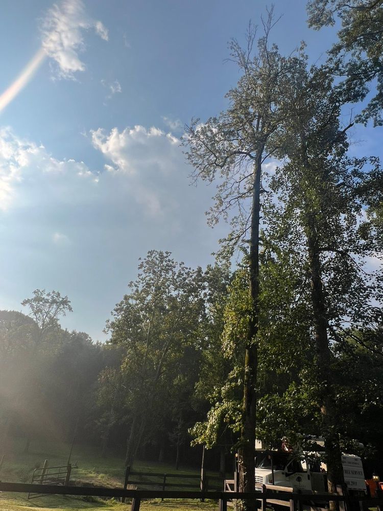 All Photos for Brooks Tree Service in Casar, NC