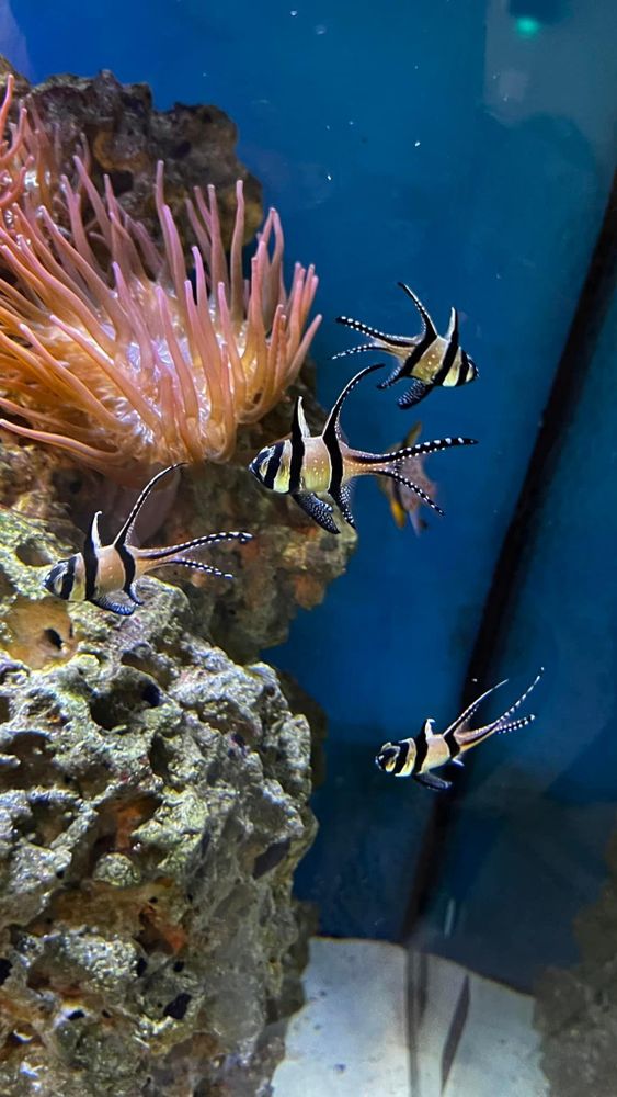 All Photos for Aquariums by Sharyn in The State of Florida, FL