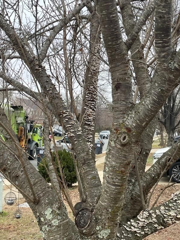 All Photos for DIAZ TREE in Stafford, VA