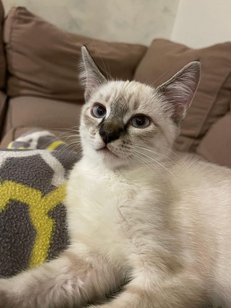 It's really about the pets we meet along the way... for Mr. Pipe Dreams LLC in Colorado Springs, CO