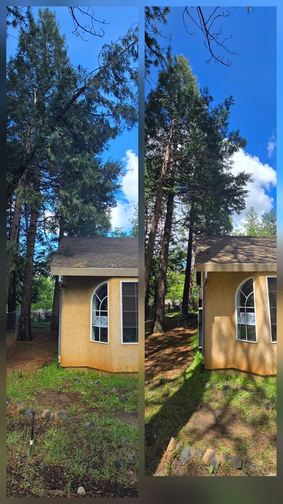 All Photos for George Staddan's Professional Tree Care in Placerville, CA