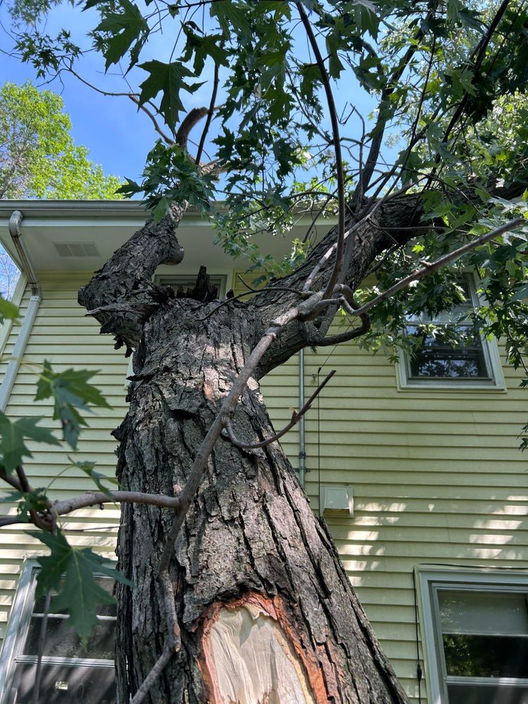 All Photos for Allstate Tree Service and Crane in Minneapolis, MN