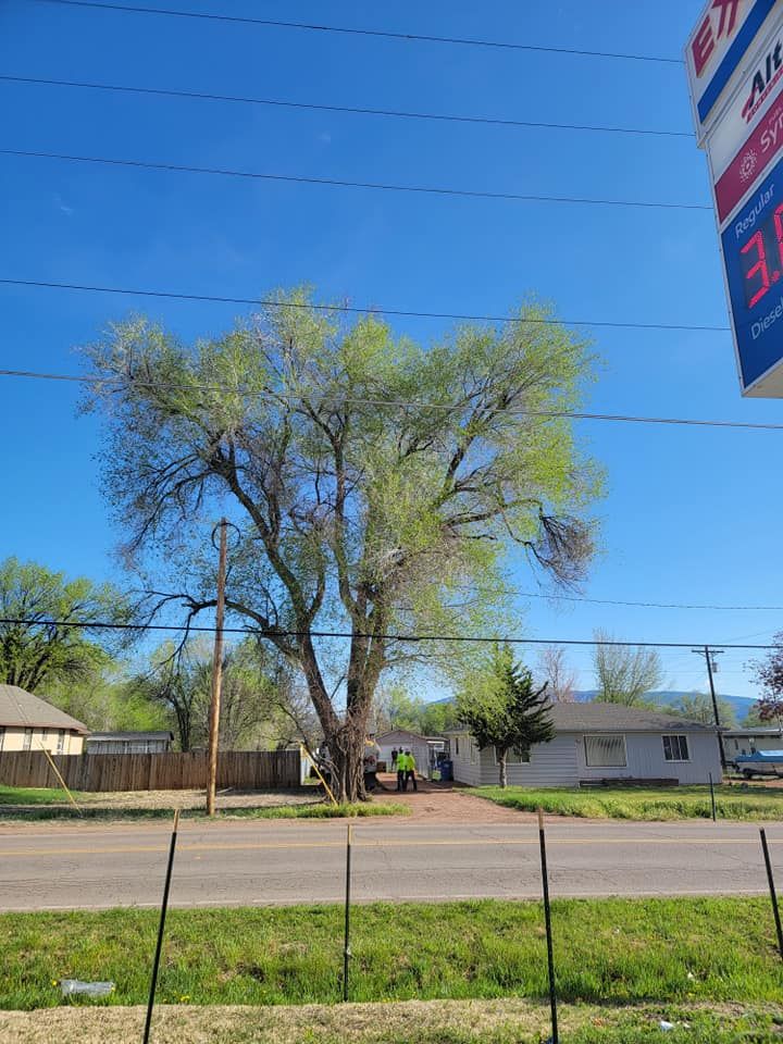 Enhance your property's safety and beauty with our professional Tree Trimming service, expertly shaping and maintaining healthy trees to prevent hazards while boosting curb appeal with precision care. for Langston Tree & Landscape in Canon City, CO