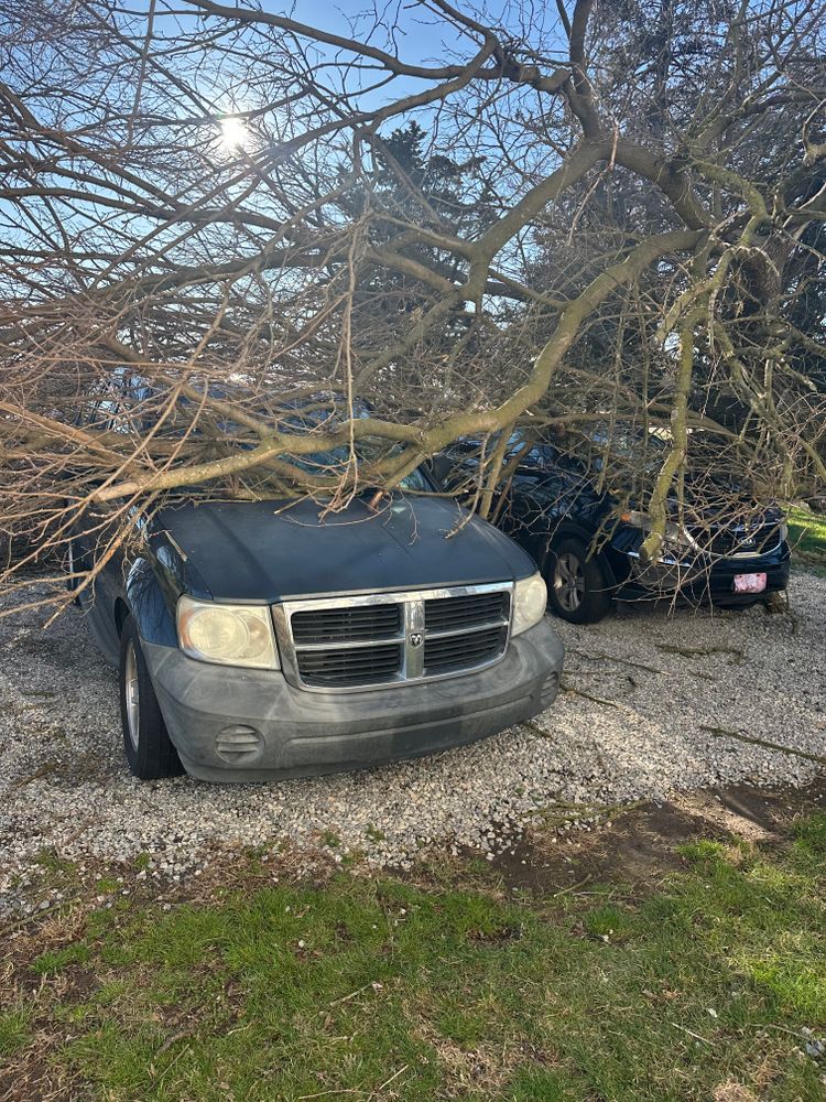 All Photos for Loockerman's Tree and Stump Removal in Dover, DE