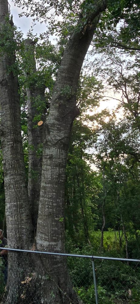 Tree Removal for Breaktime Tree Trimming & Removal in Oakdale, LA