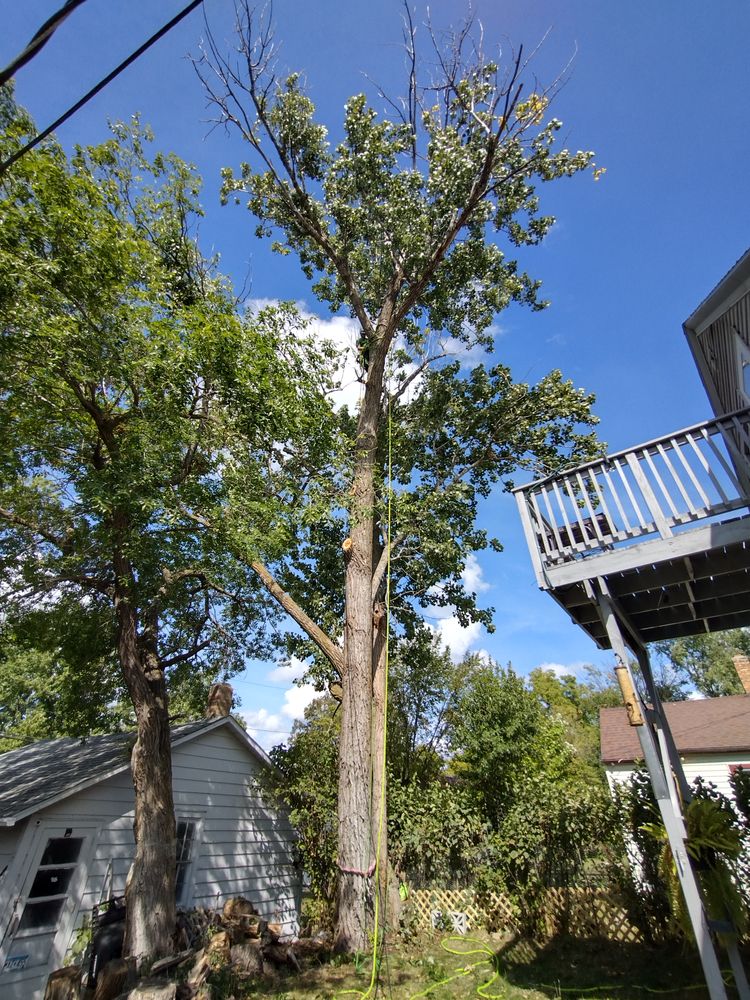 All Photos for Dan's tree service in Bemidji, MN