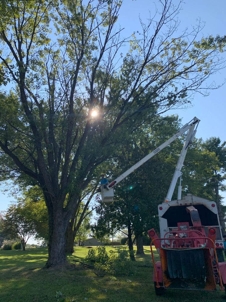 Tree Removal for Optimum Tree Service And Landscaping in Bowling Green, KY