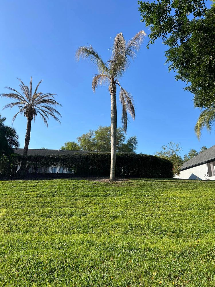 Land Clearing for Vaughn’s Outdoor Services  in Orlando, FL