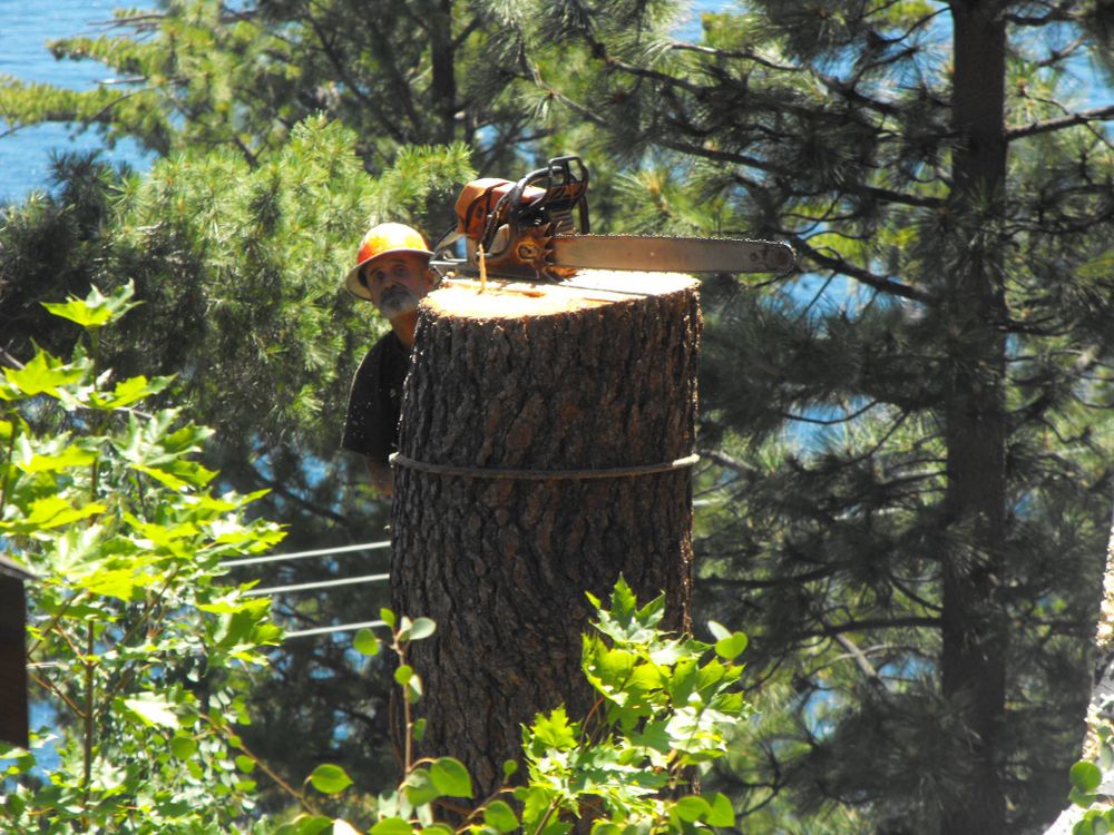 Tree Removal for Rockwood Tree Service in Incline Village,  NV