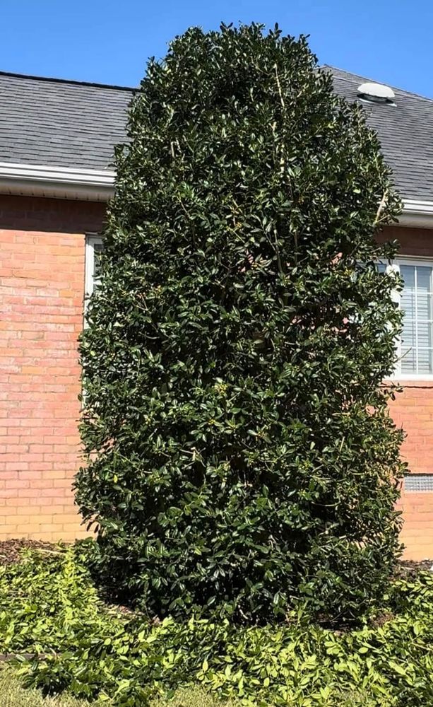 All Photos for Sierra Verde Landscaping in Vidalia, GA