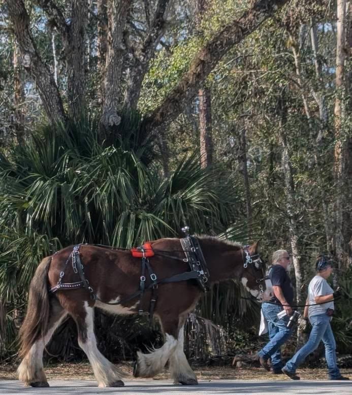 All Photos for Regal Tree Service and Stump Grinding in Wauchula, FL