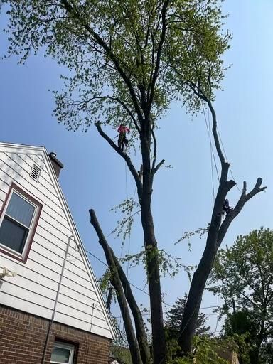 Tree Removal for Oakwood Tree Removal LLC in Oak Creek,  WI