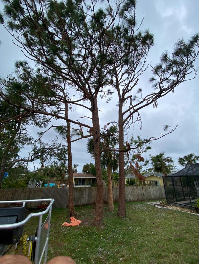 Tree Removal for MX Trees LLC in Englewood, FL