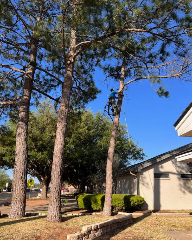 All Photos for Stone's Tree Services and Landscaping in Midland, TX