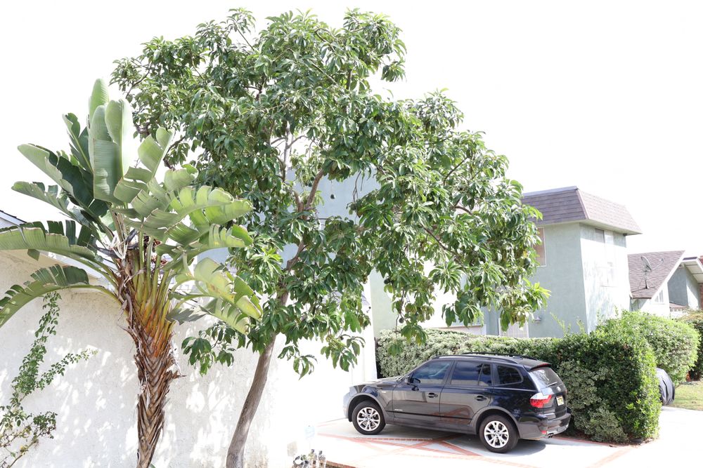 Fruit Tree Care for ARKADIA in Orange County, CA