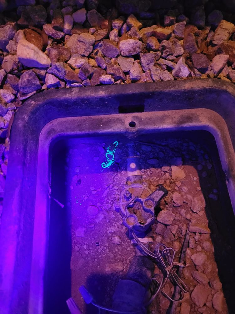 All Photos for Niko's Pest Control in Las Vegas, NV