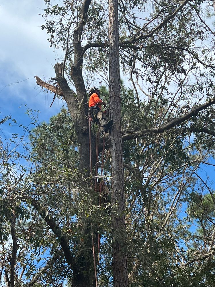 Tree Removal for Broadway & McMullen Construction in Purvis, MS