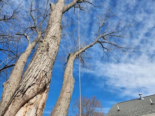 All Photos for Smith Tree Experts in Palmyra, VA