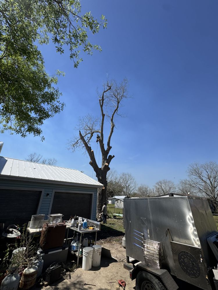 All Photos for Braun Tree Service in Floresville, Texas