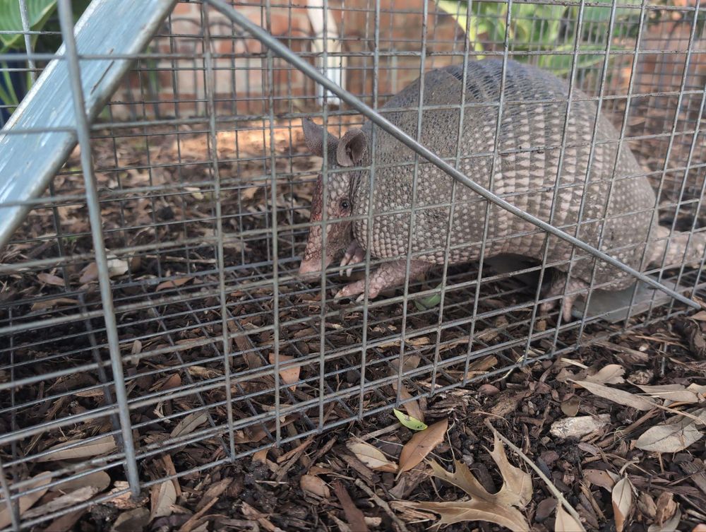 All Photos for Topper's Wildlife Removal in Garland, TX