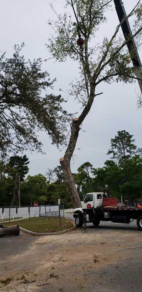 Tree Removal for Daniel Hickey’s Tree Service in DeLand, FL