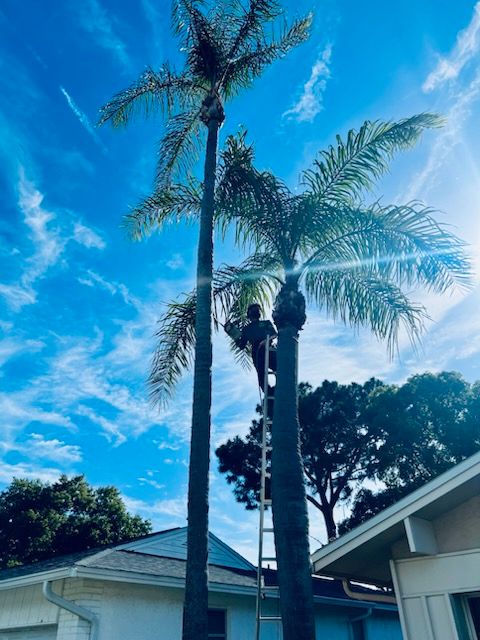 All Photos for Elevation Tree Service in Holiday, FL