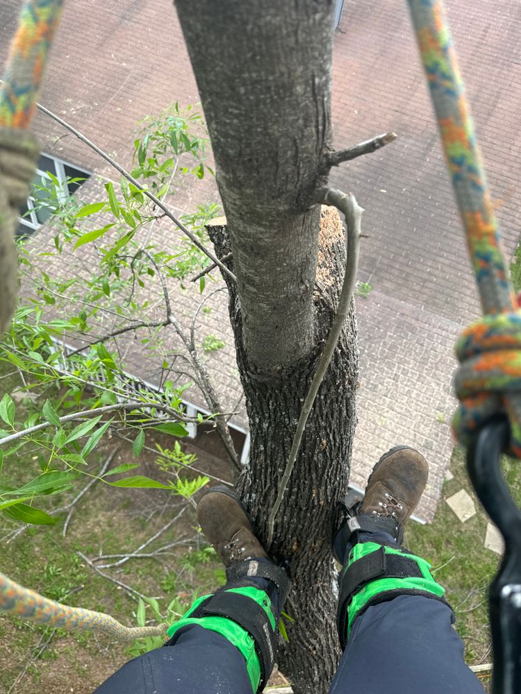 Tree climbing  for Z’s Trees LLC in Grey Forest, TX