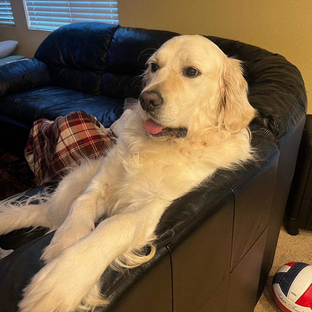 All Photos for Dumbo's Doggy Doors in City of Sammamish, WA