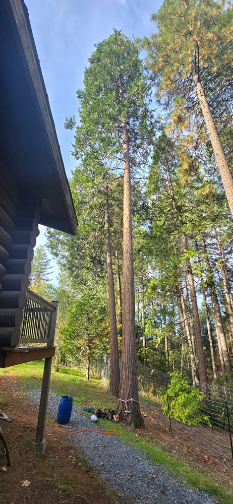 All Photos for George Staddan's Professional Tree Care in Placerville, CA