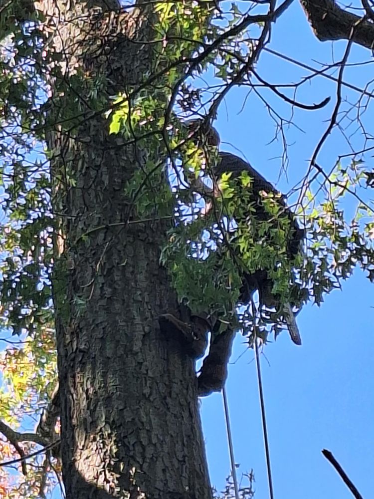 All Photos for Highborn Tree Service in Wheatfield, IN