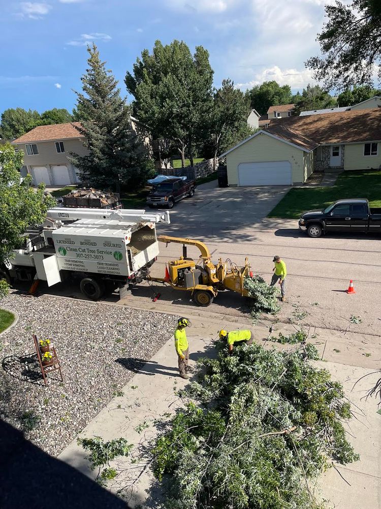 Tree Removal for Clean Cut Tree Service in Gillette, WY