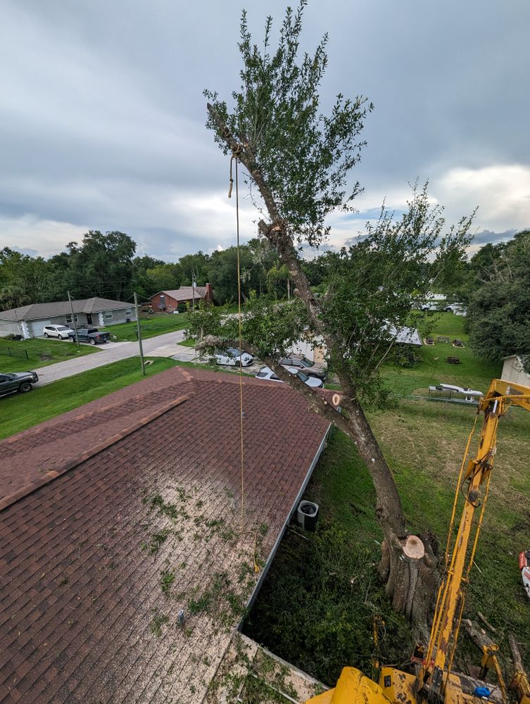 All Photos for Regal Tree Service and Stump Grinding in Wauchula, FL