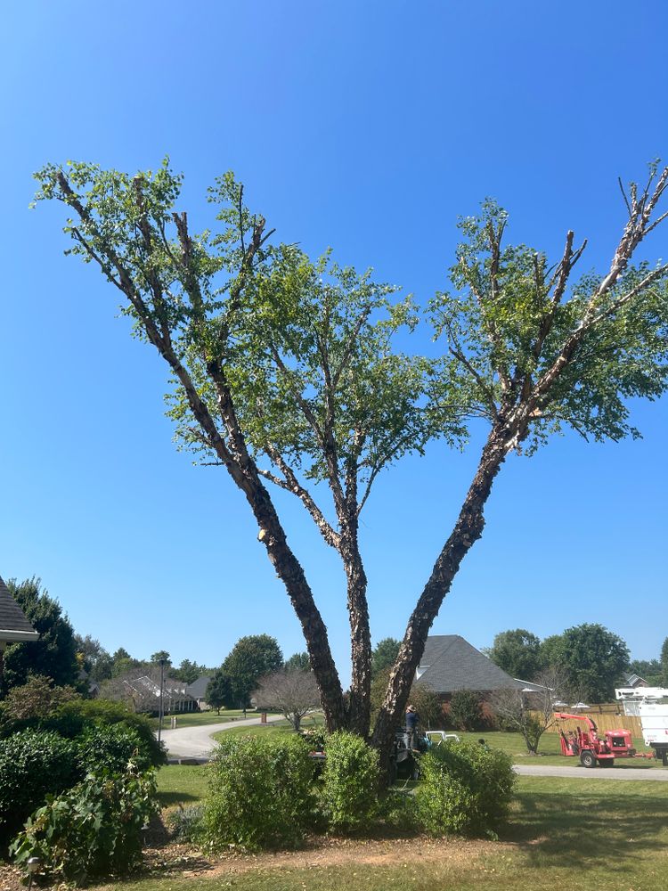 Before and after  for Optimum Tree Service And Landscaping in Bowling Green, KY