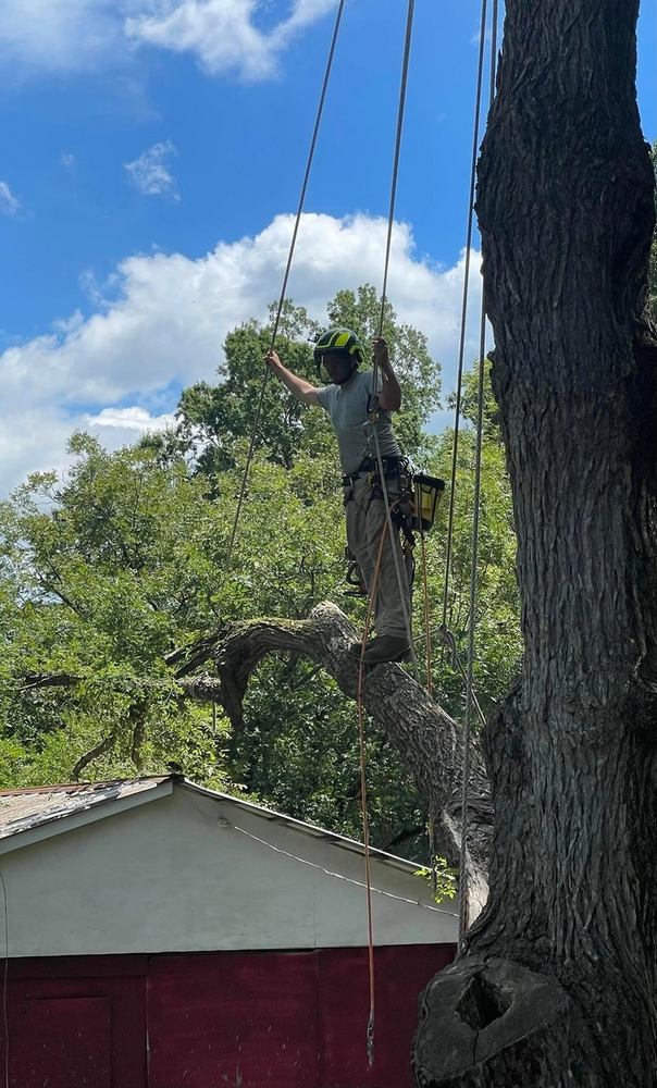 Fall and Spring Clean Up for Preserve A Tree LLC in  Mount Pleasant, North Carolina