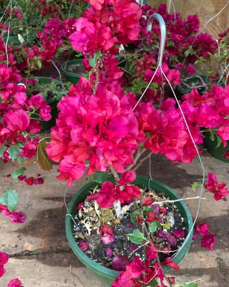All Photos for S&R Landscaping and Nursery in Charlotte, NC
