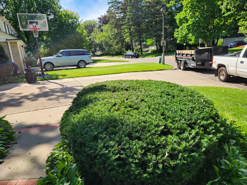 Hedge trimming  for K & I Lawn Care Service  in Eden Prarie, MN