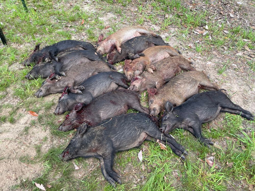 All Photos for Havoc Hog Control in Molino, FL